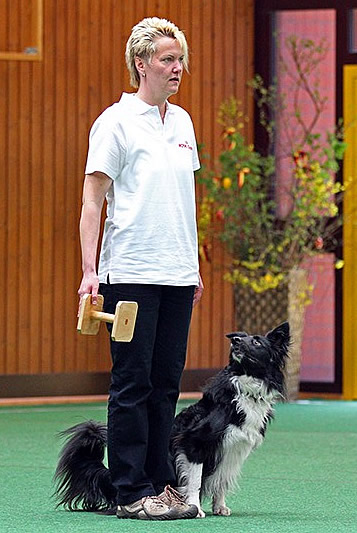 Hund mit Siegerrosette